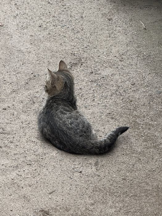 Віддам котенят в добрі руки безкоштовно