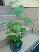 Malina czarna sadzonka