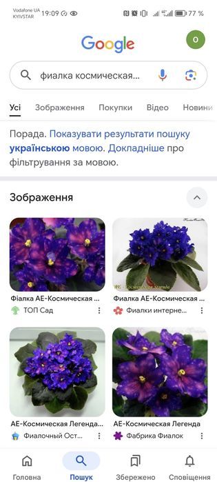 Фіалки.          .