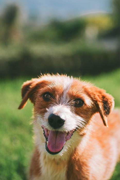 Cão macho para adoção responsável