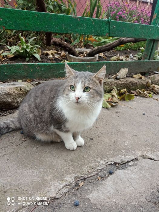 Ласкавий котик проситься в сім'ю