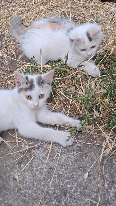 Кошенята в добрі руки