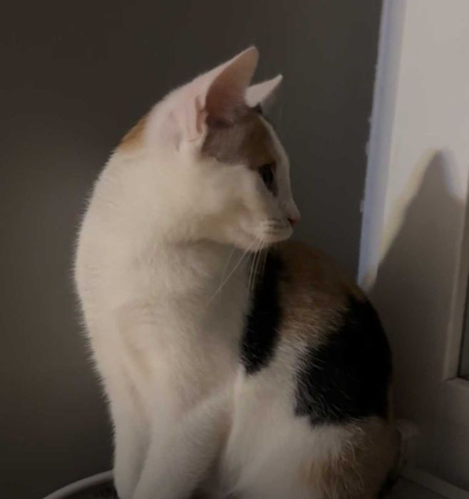 SISI – delikatna księżniczka szuka swojego spokojnego królestwa