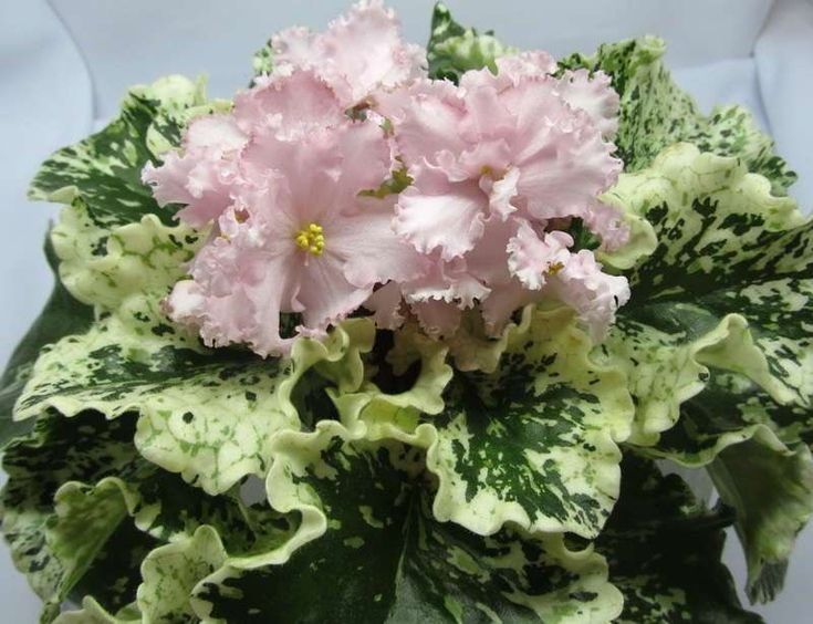 Фіалки сортовые детки