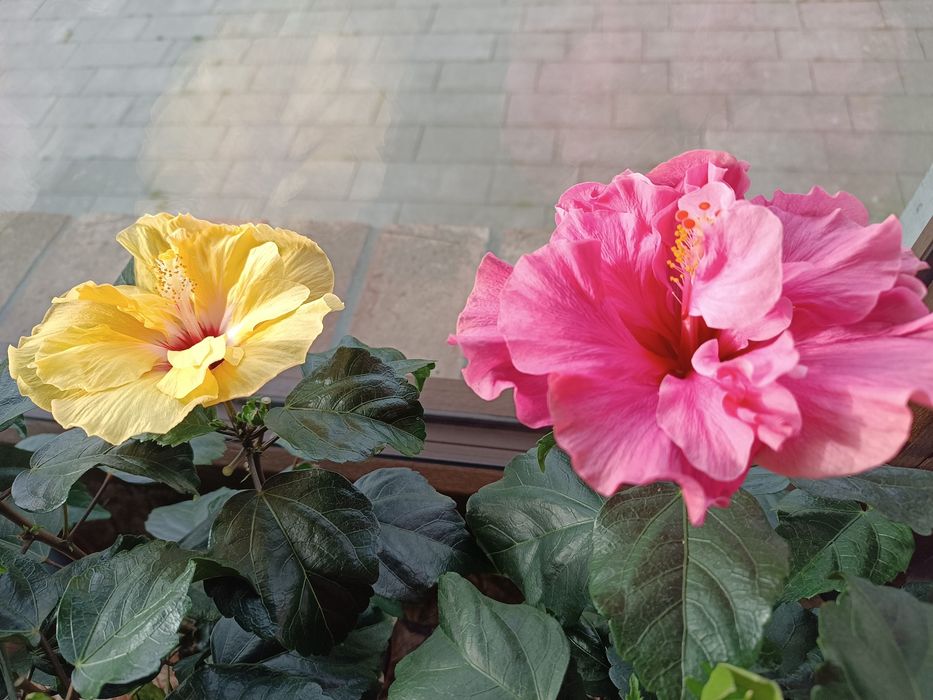 Różowy pełny Hibiskus róża chińska hibiscus Pink Double