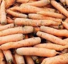 Sprzedam marchew jadalną