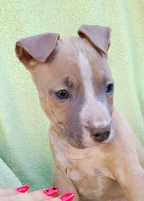 Amstaff suczka skończone 8 tyg gotowa do odbioru