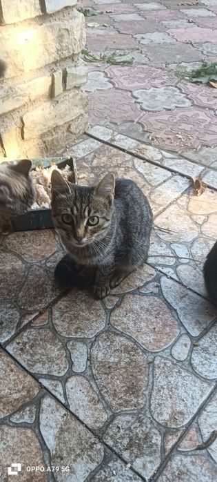 Котята бесплатно в хорошие руки