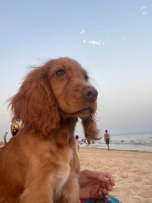Petsitting e Dogwalking Setúbal