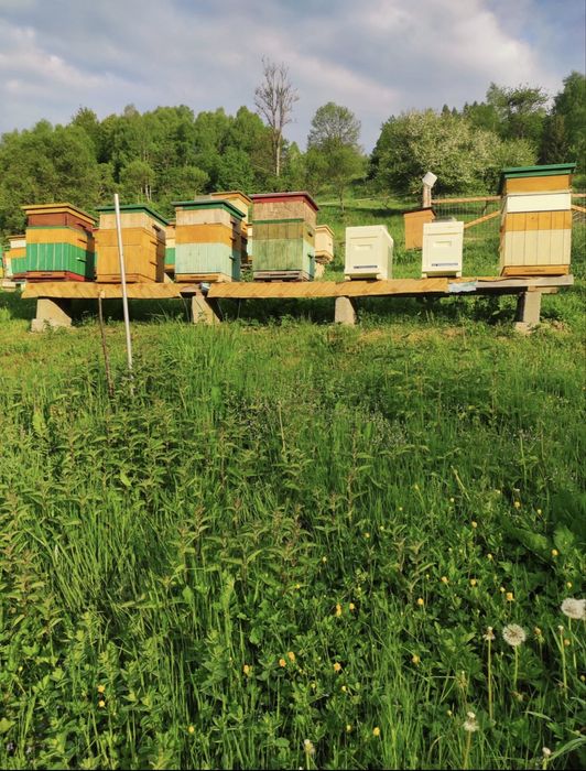 Rodziny pszczele 2026