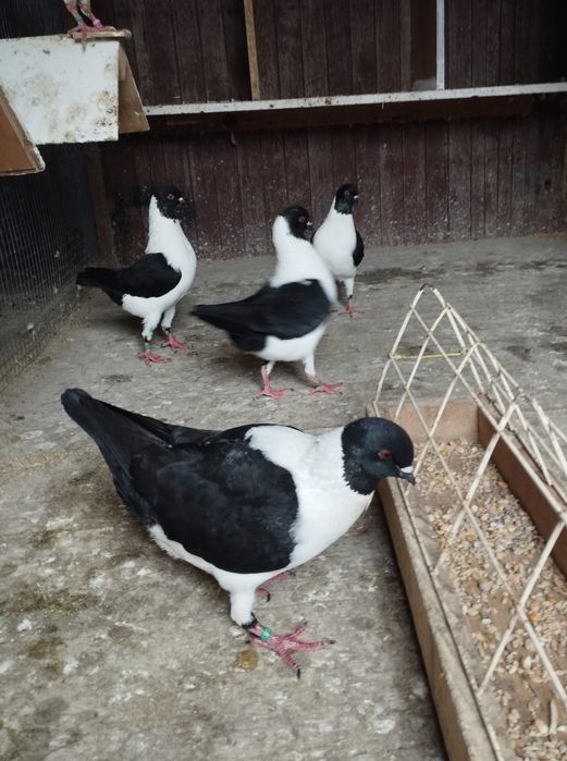 Modena niemiecka Modeny kuraki gołębie