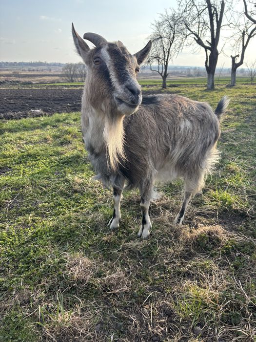 Продається коза дійна