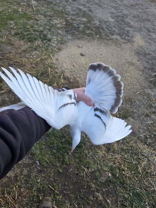 Perłowa pasiata 2025