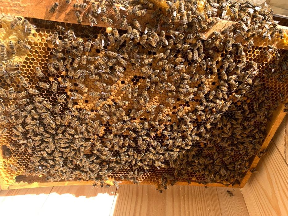 Продам пчелосемьи