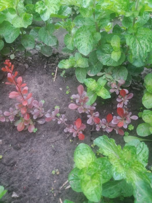 Барбарис. Барбарис низкорослый. Барбарис Атропурпуреа Нана.Многолетник