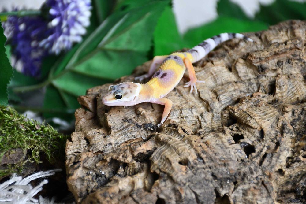 Gekon lamparci młode