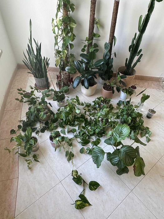 Lote ~15 plantas interior + acessórios premium jardinagem