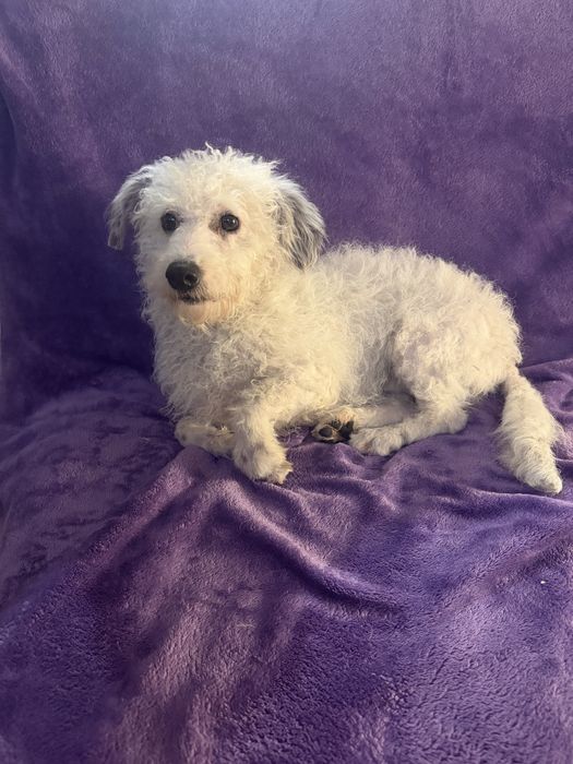 Menino caniche pequeno