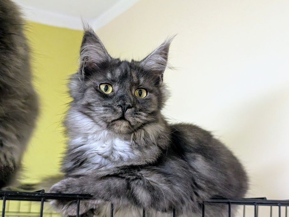 Cleo czarna dymna kotka Maine Coon. Zapraszamy