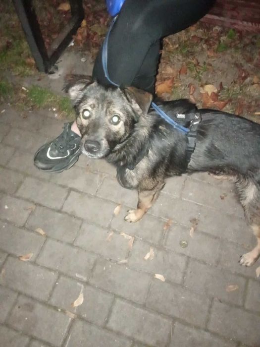 Pilne !! Piesek Szuka domu !!