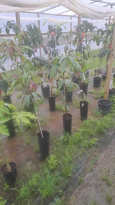 MANGA (Mangifera indica)