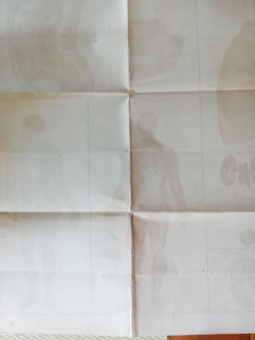 Corpo Humano (poster grande)