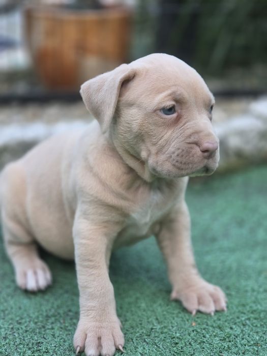 Suczka american bully  xl  z metryką