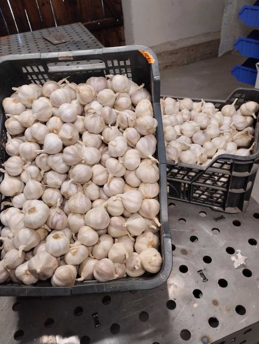 Czosnek polski, Jarus