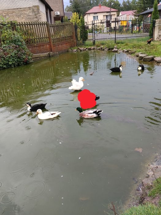 Kaczki call duck kanadyjki