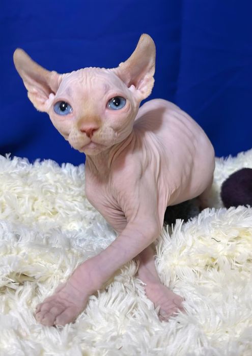 Хлопчик канадський сфінкс ELF