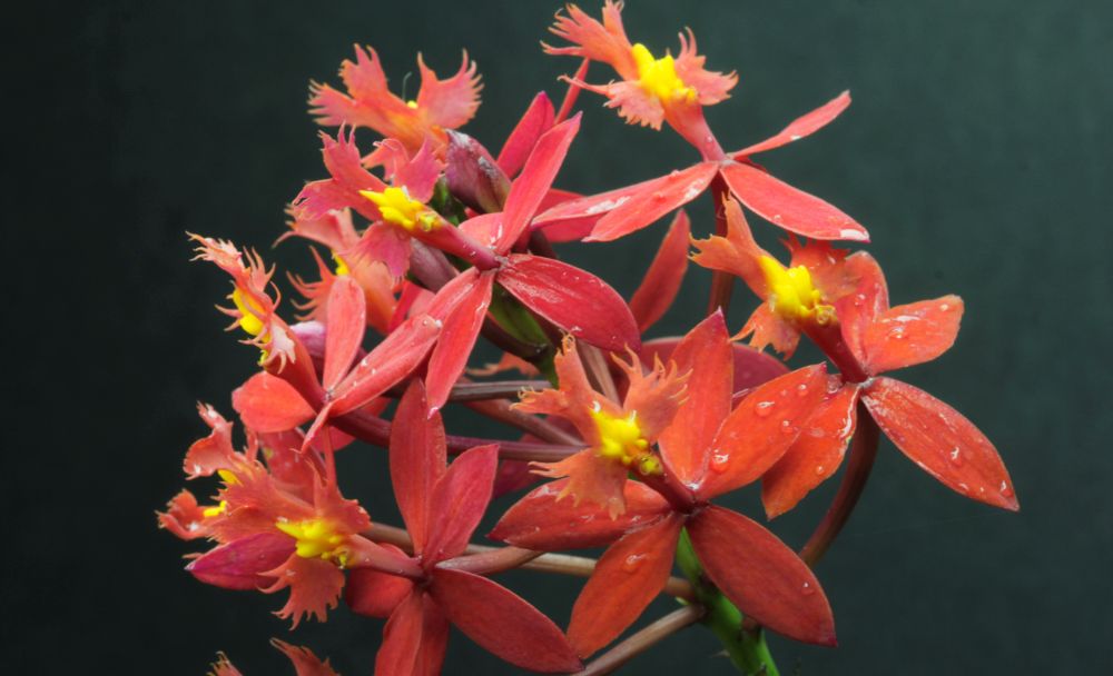 Orquídea crucifixo vermelho