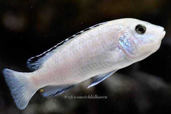Caeruleus Nkhata Bay
