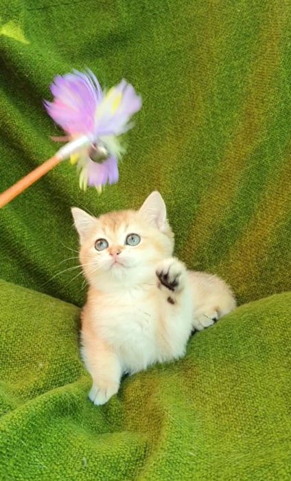 Шикарні кошенята золотої шиншили