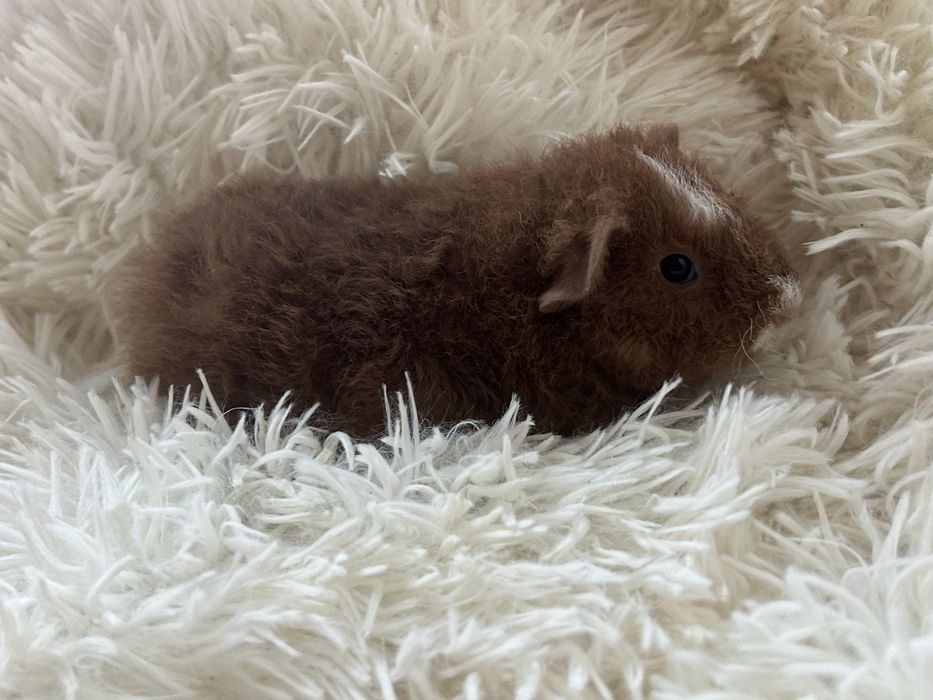 Świnka morska Teddy US samica