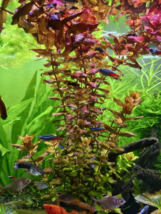 Roślina akwariowa Rotala Macrandra Wspaniała.