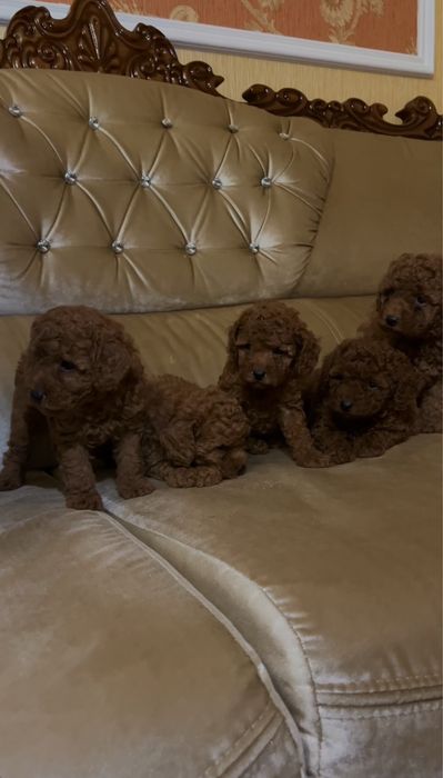 Мальтіпу Red brown готові до переїзду