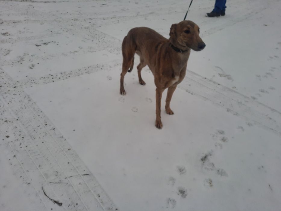 Chart greyhound suka