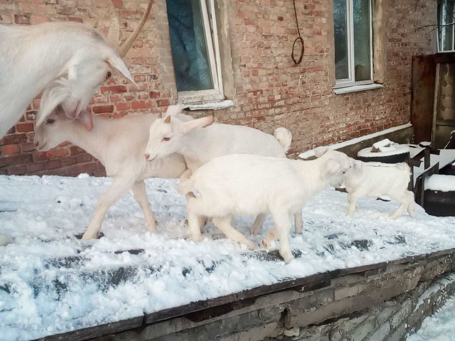 козы зааненско нубийские