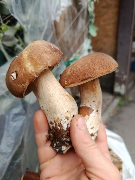 Продам молочну Корову