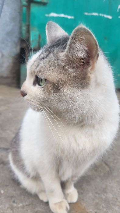 Уехали, а кошку выбросили в мусорные баки