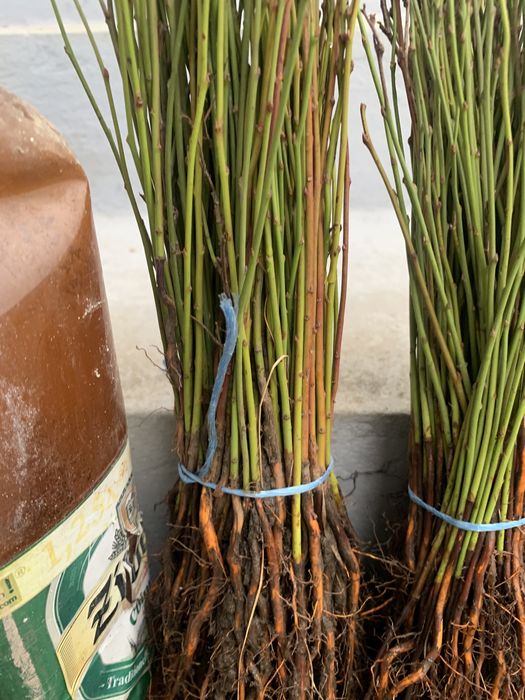 Підщепа аличі,жерделі,дички грушки,антипки,айва сідо, манжурки,хурми