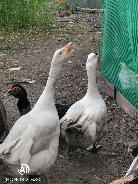 Gęsi Koludzkie gęś para