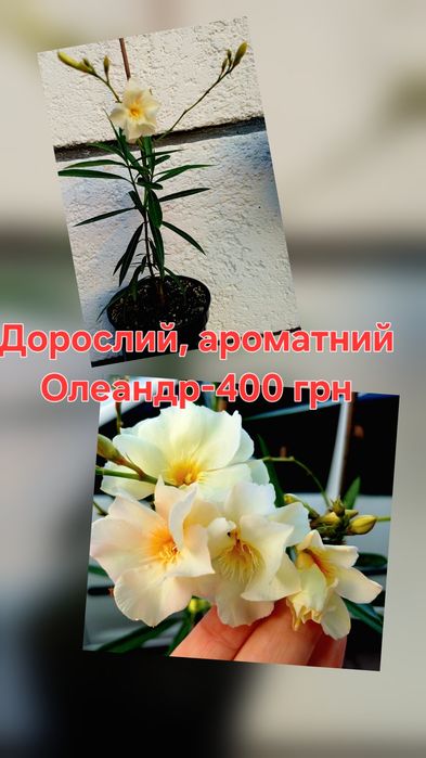Дорослий, ароматний Олеандр