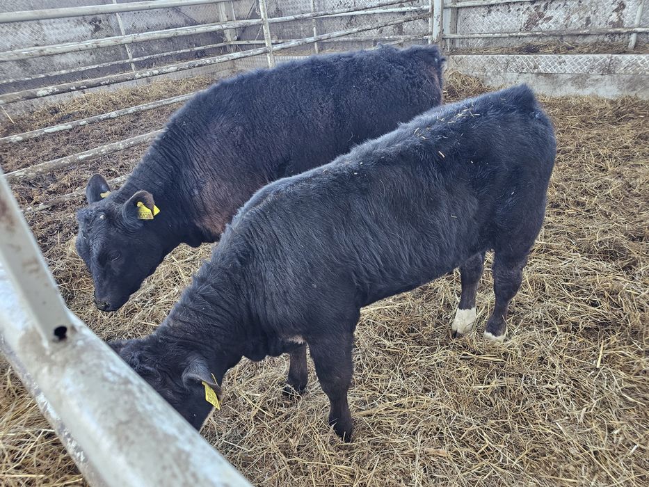 Sprzedam 2 jałowki odsadki czarne