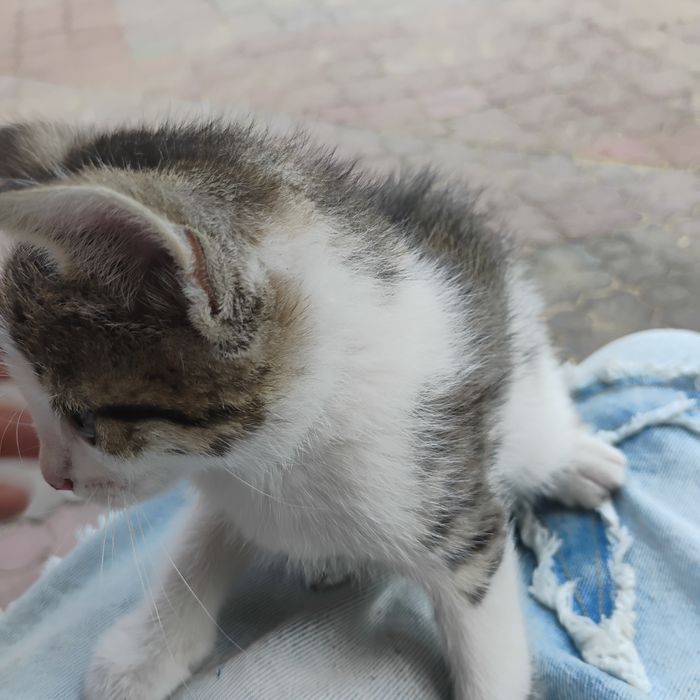 mam do oddania kotke w dobre ręce