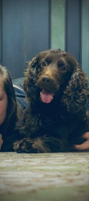 Англійський Спаніель для в'язки