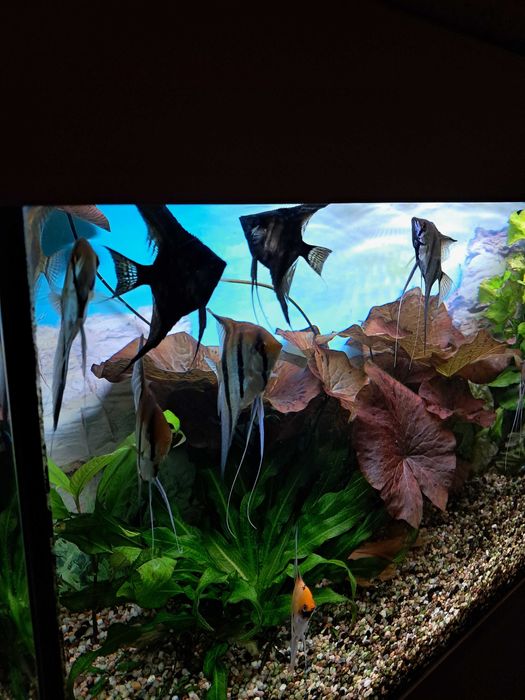 Skalary11 szt.duze i zdrowe.