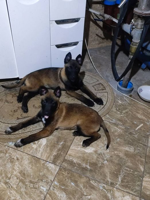 Цуценята малінуа