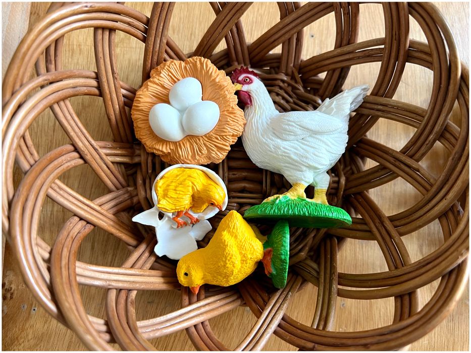 Ciclo de Vida - Galinha - Montessori