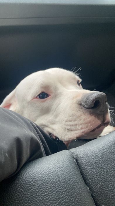 Дівчинка Питбуля шукає хлопця для звязку